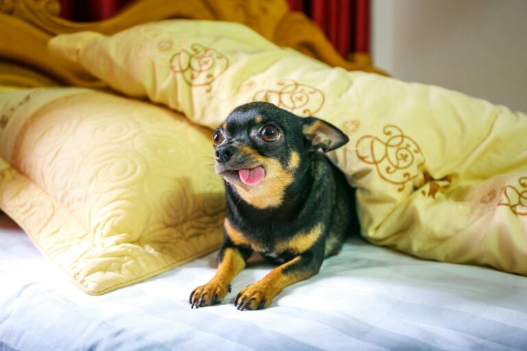 The 7 Types of Chihuahua Dogs