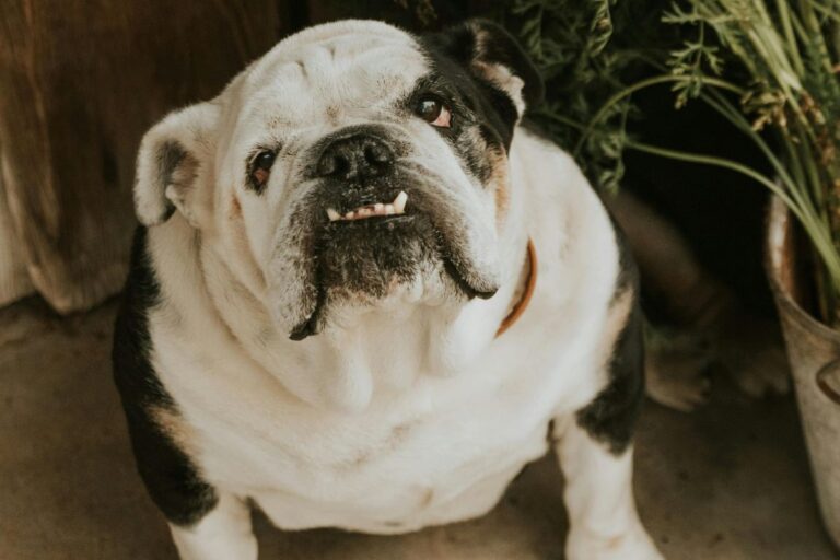 12 Reasons Not to Get a Bulldog