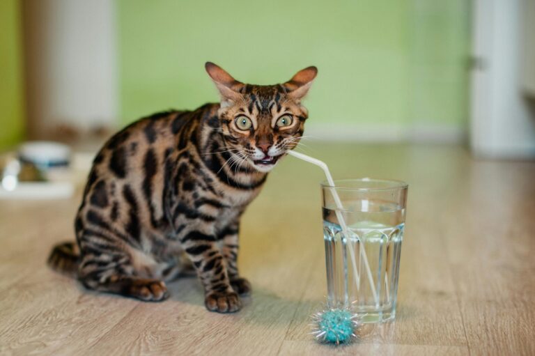 Is Your Cat Dehydrated? 7 Easy Ways to Check