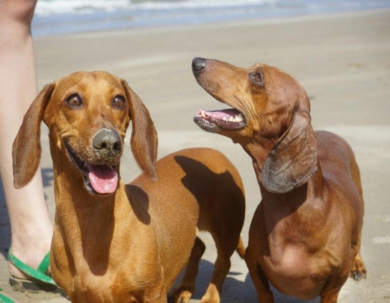 10 Reasons You Should Adopt a Dachshund