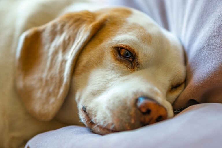 9 Little-Known Facts About How Dogs Dream