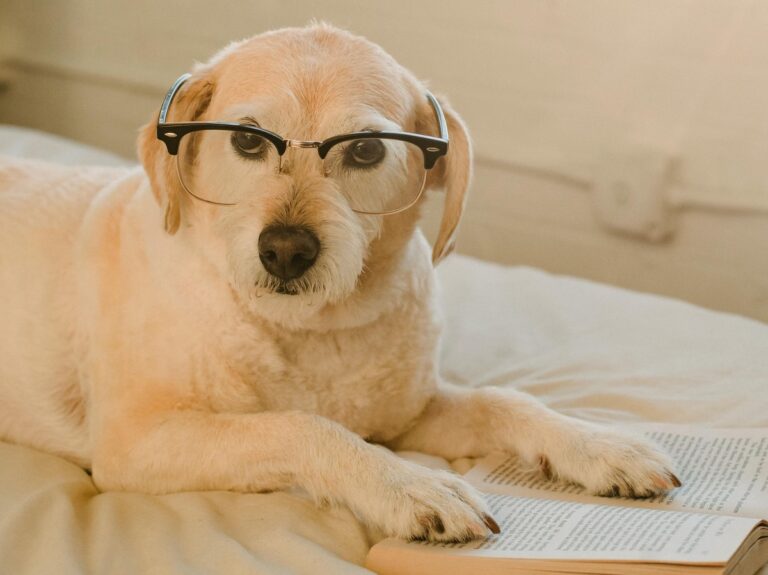 9 Smart Dog Breeds That Can Learn Words Faster Than a Toddler