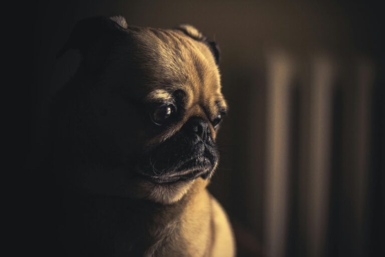 15 Signs Your Dog Is More Stressed Than You Realize