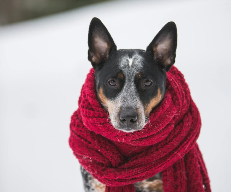 Winter Warning: 10 Hidden Dangers for Dogs in Cold Weather