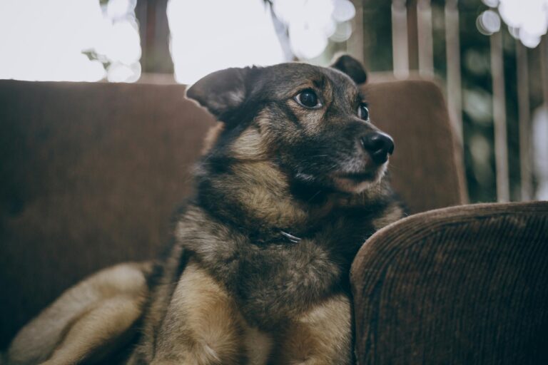 10 Reasons to Adopt a German Shepherd Instead of a Dachshund