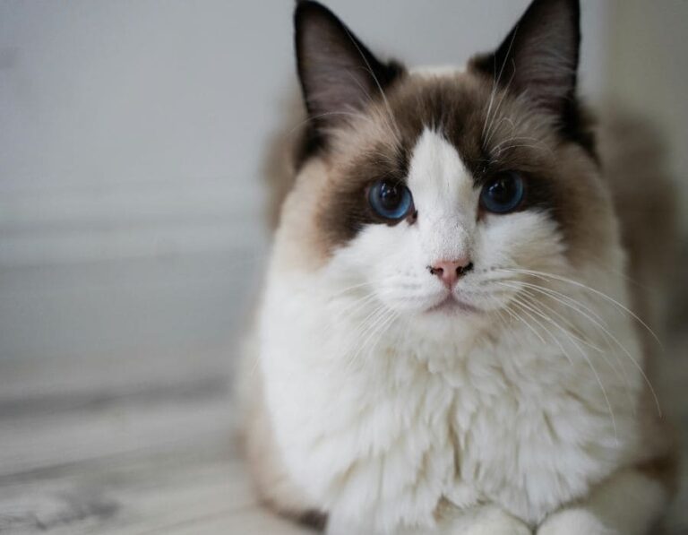 10 Reasons Why You Shouldn’t Get a Ragdoll Cat 