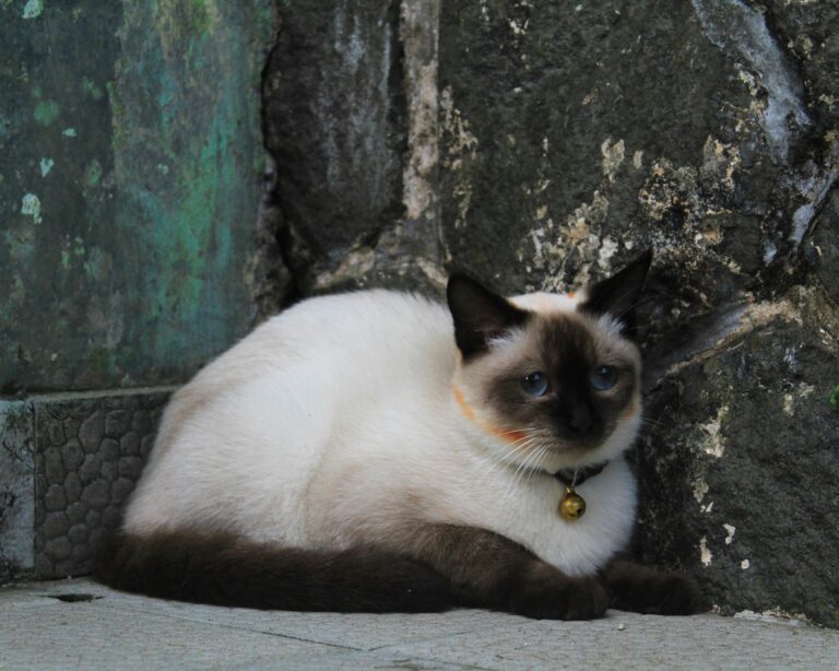 10 Reasons Not to Get a Siamese Cat