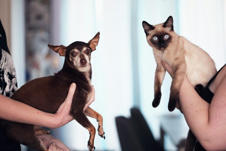 10 Reasons Why You Should Swap Your Cat for a Dog