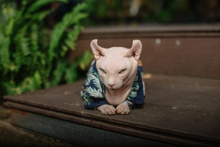 10 Reasons Why a Sphynx Cat Might Not Be Right for You