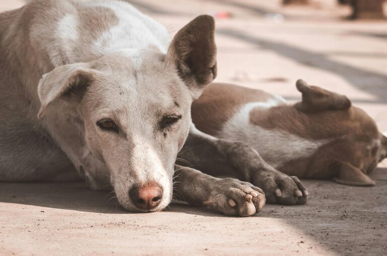 Where Do Stray Dogs Sleep? 10 Surprising Spots