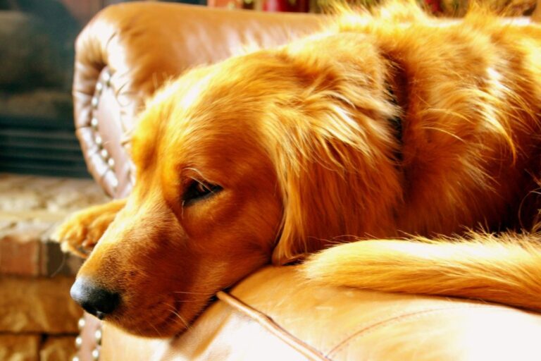 10 Signs Your Dog Isn’t Feeling Well