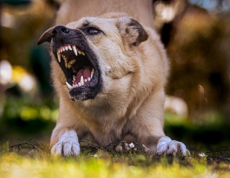 11 Physical Traits That Can Trigger Aggression in Dogs According to Science