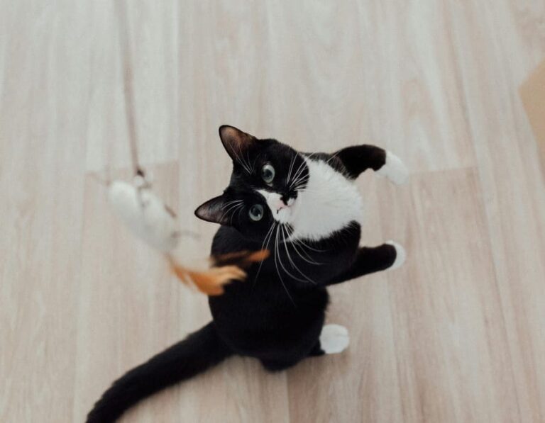 What Breed Is Your Tuxedo Cat? 8 Most Common Breeds