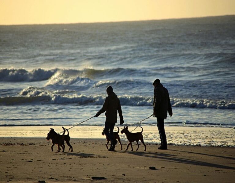 Where Do Dog Breed Names Come From? The Origins of 10 Popular Breeds