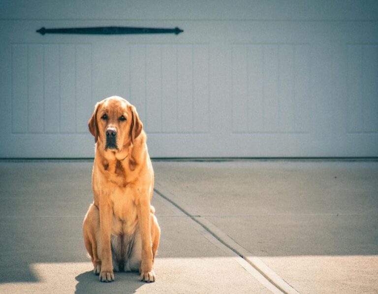 13 Dogs That Can Feel Your Emotions And Comfort You In Your Bad Times