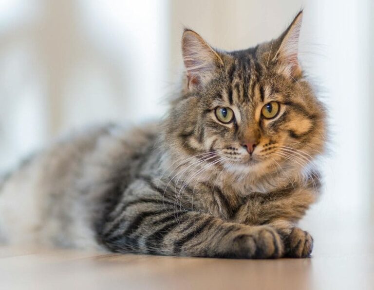 10 Common Cat Illnesses Every Owner Should Know About