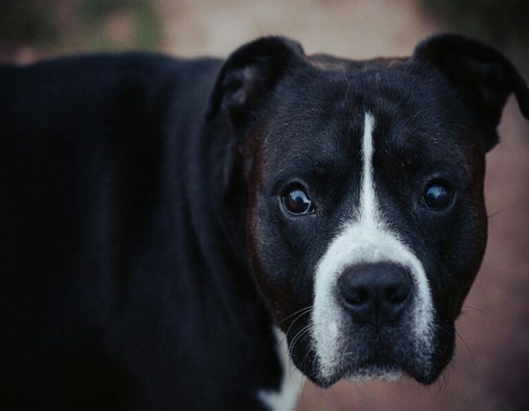 10 Reasons Why the American Staffordshire Terrier Is So Misunderstood