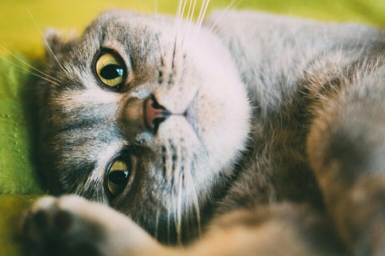 10 Reasons Not to Get a British Shorthair and What to Consider Instead