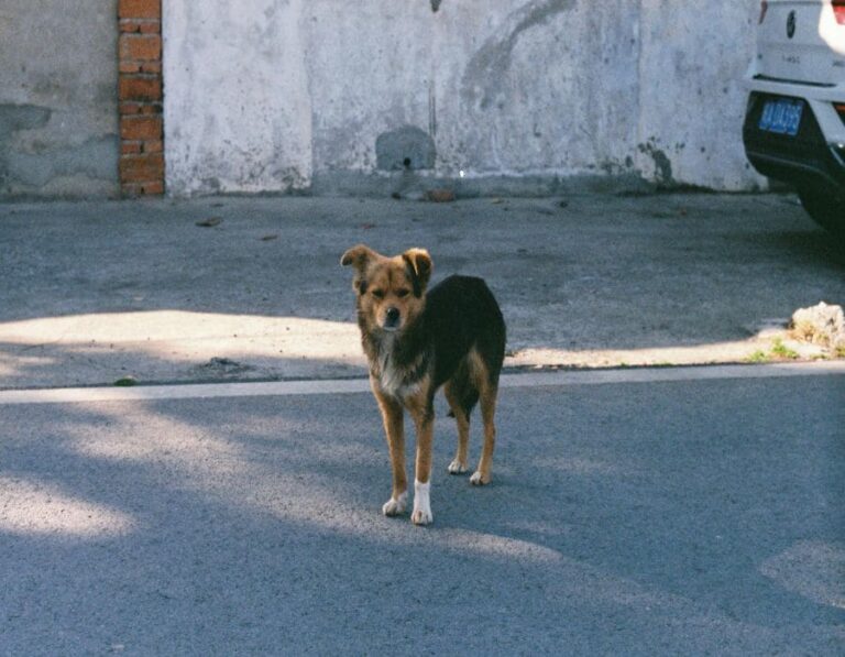 9 Things To Do When Encountering a Stray Dog