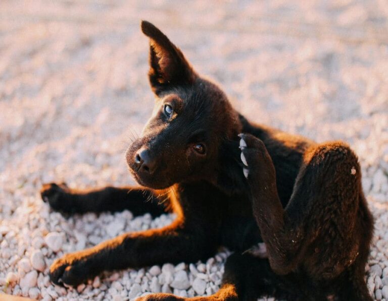 Why Do Dogs Tilt Their Heads? 11 Dog Behaviours Explained