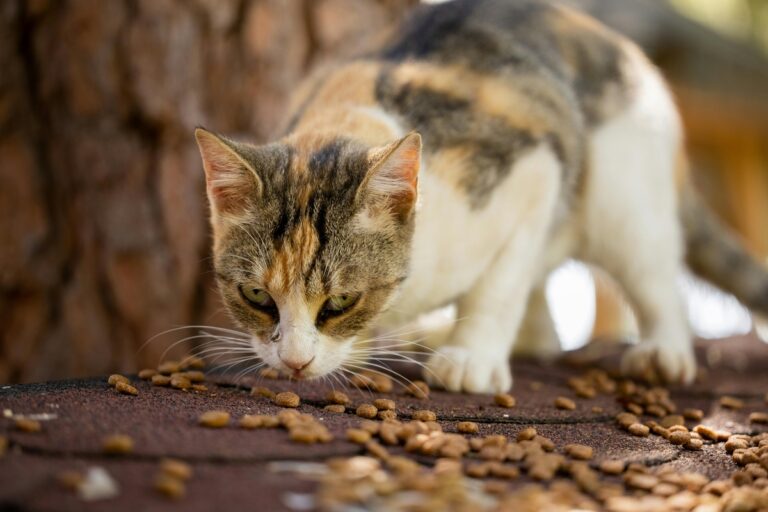 Why Is My Cat Always Hungry? 10 Possible Reasons