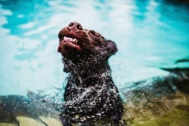 10 Dog Breeds That Should Not Be Allowed to Swim