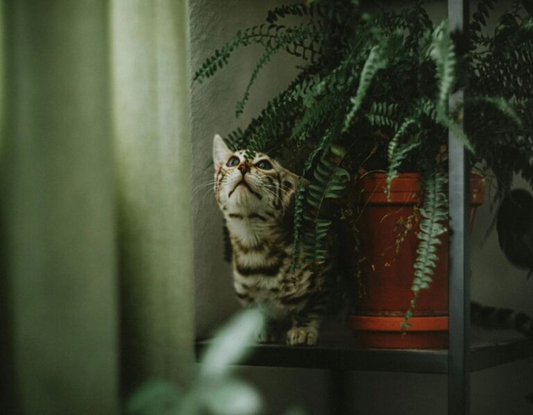 12 House Plants That Are Toxic To Your Cats