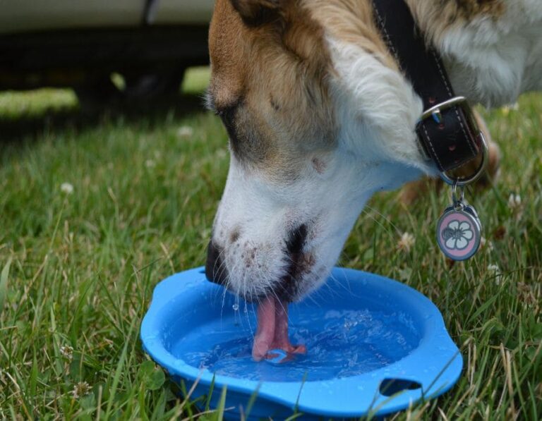 10 Alarming Reasons Your Dog Drinks Too Much