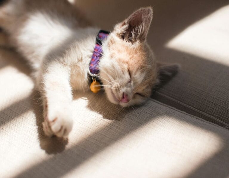 9 Mind-Blowing Facts About Your Cat’s Sleeping Habits