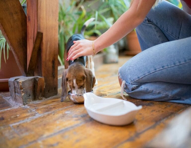 11 Scary Secrets Hiding In Your Pet’s Bowl