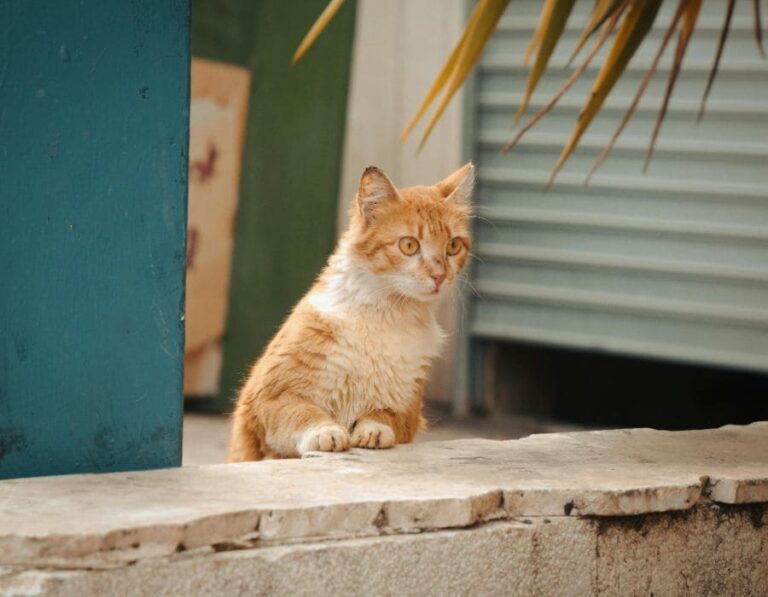 13 Signs Your Cat Is Plotting Their Escape