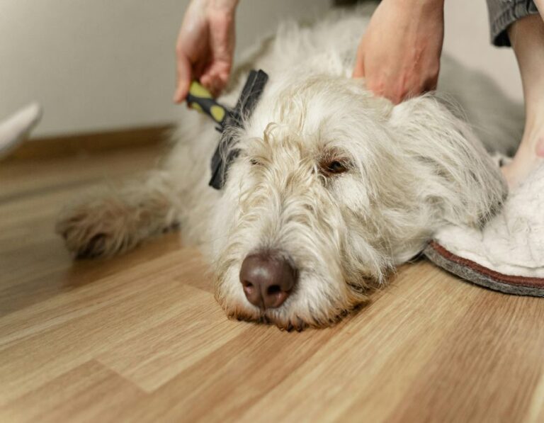 10 Dog Grooming Mistakes You’re Probably Making (And How to Fix Them)