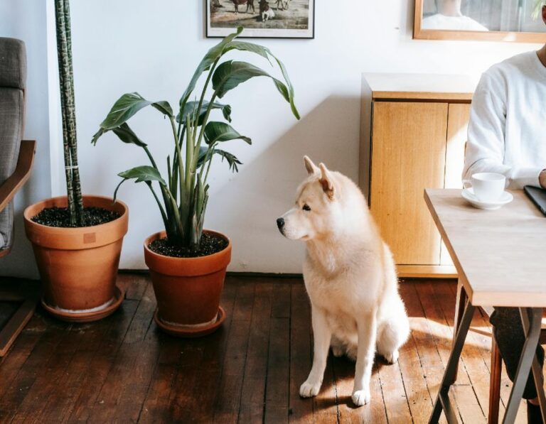 12 House Plants That Are Toxic to Your Dogs