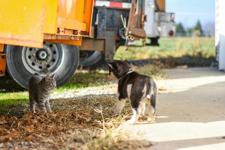 Is Your Dog Secretly a Cat? 11 Hilarious Signs Your Pup is Having an Identity Crisis